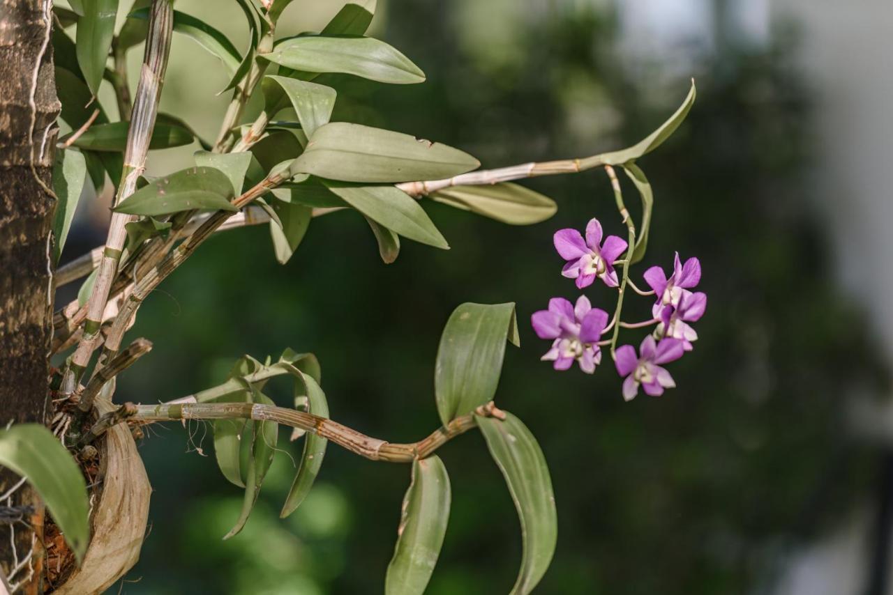 Phka Kravan Boutique Kampot Buitenkant foto